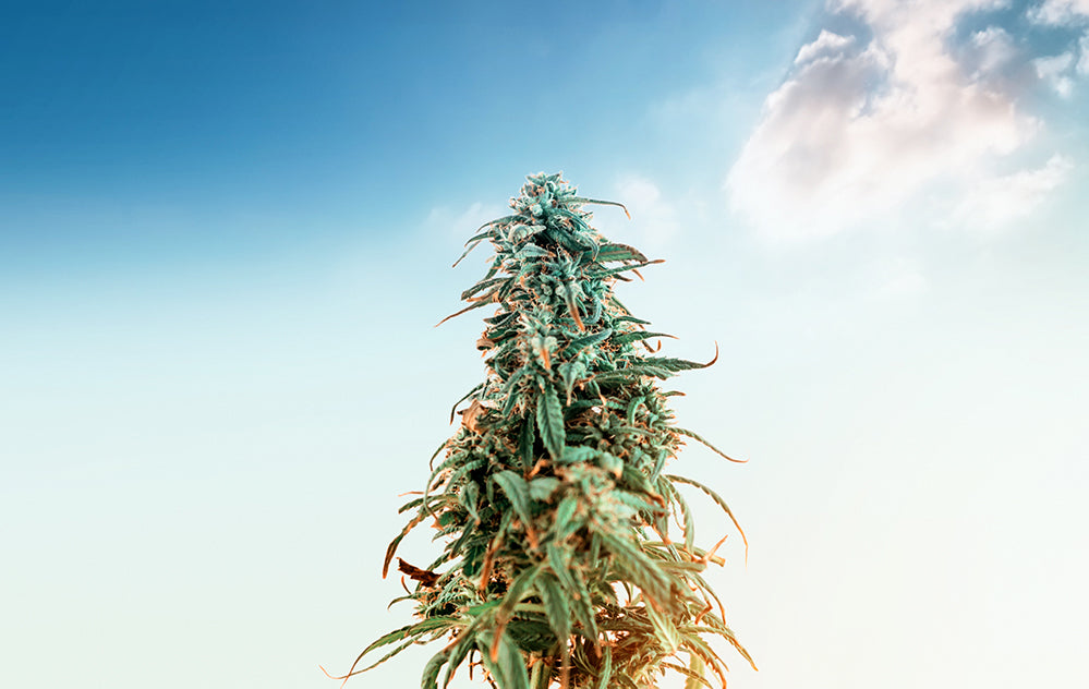 Cannabis Indica o Sativa: qual'è la differenza? E se ti dicessi che ne esiste anche un' altra?